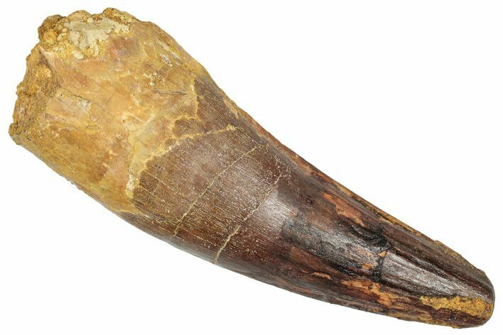 Bargain, Real Fossil Spinosaurus Tooth - Composite Tooth #351636